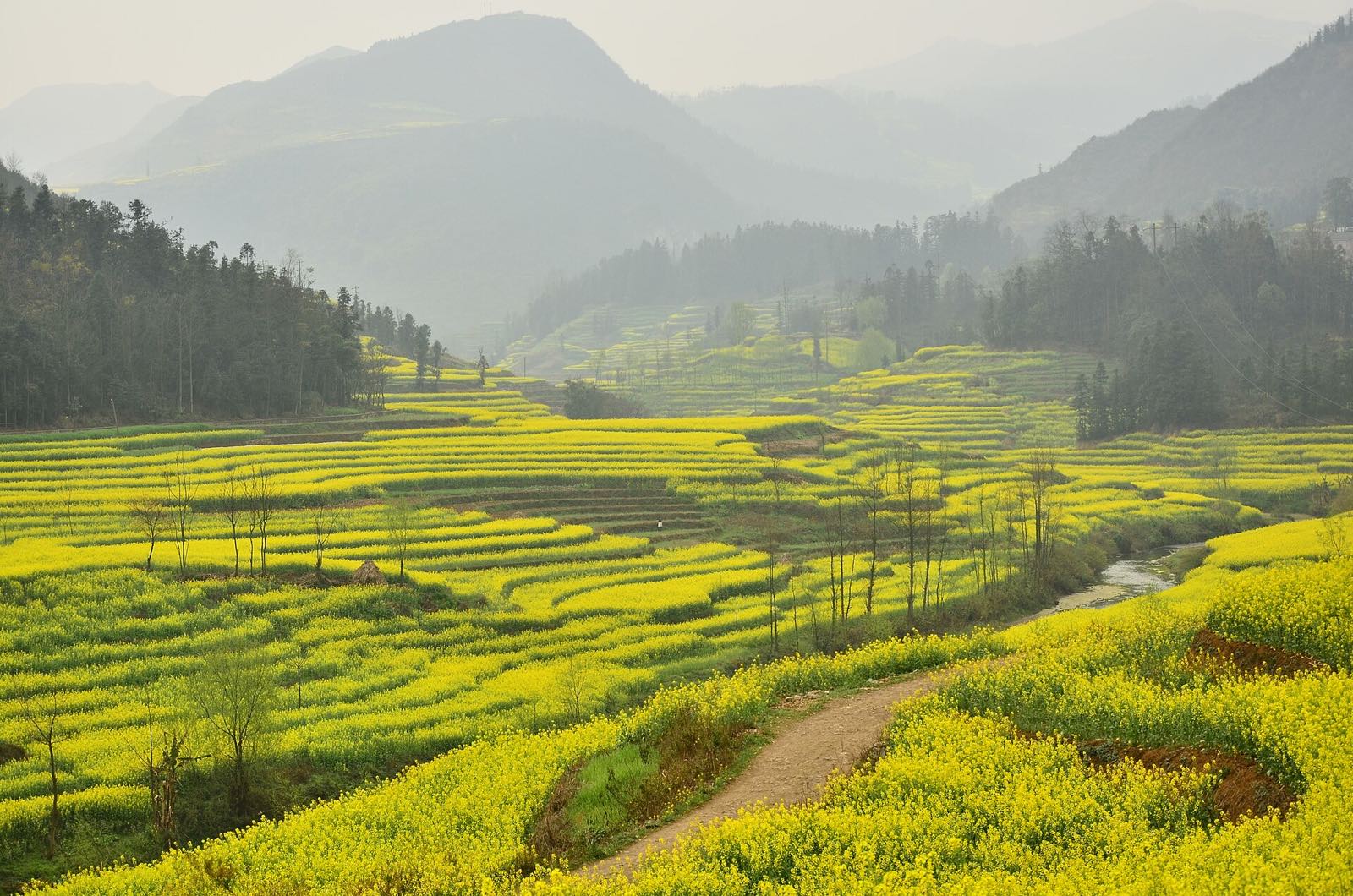 罗平油菜花田：明黄色的花田层层铺满山坡，土路蜿蜒其间，远处群山隐入薄雾